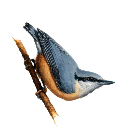 'Greenfinch' and 'Nuthatch' by Vanessa Foley