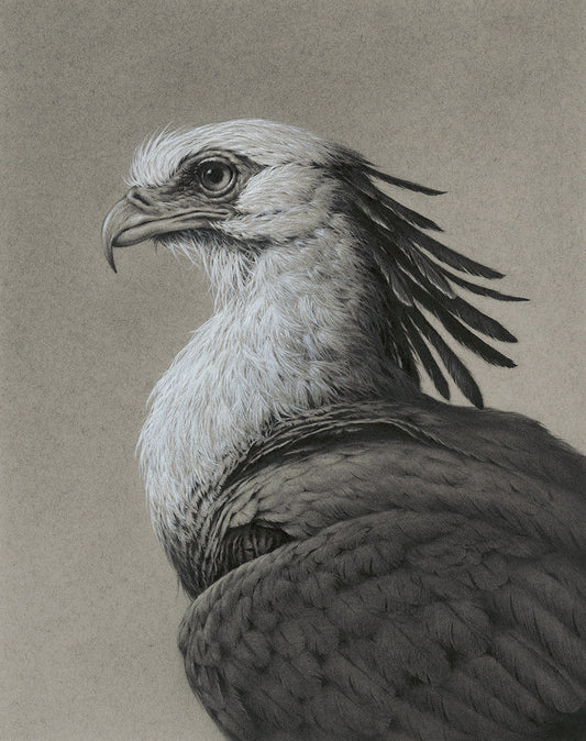 'Secretary Bird' by Vanessa Foley