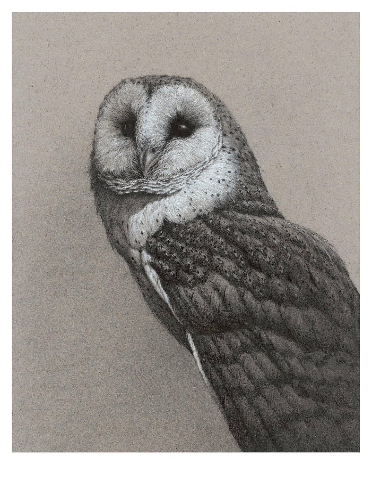 Barn Owl