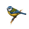 Blue Tit