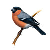 Bullfinch