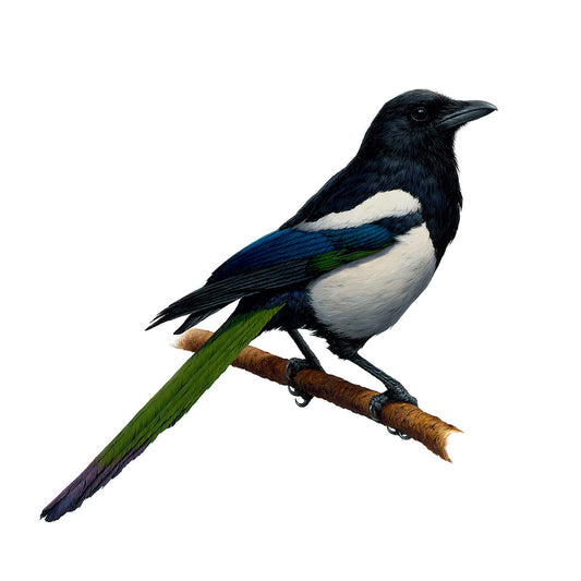 Magpie