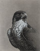 Peregrine Falcon