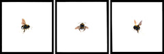 Bumble Bees (Set)